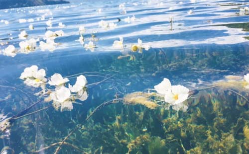 2021瀘沽湖的水性楊花幾月開花