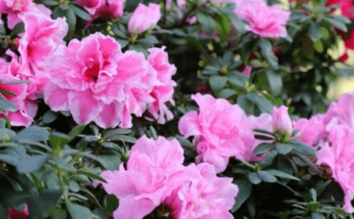 龜峰山杜鵑花開花時間2021（花期+門票+交通指南）