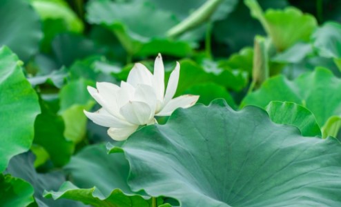 長(zhǎng)沙夏天賞荷花去哪里
