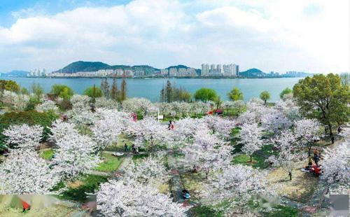 櫻花3.jpg