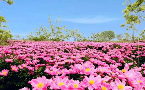 襄陽(yáng)賞花景點(diǎn)一覽2022