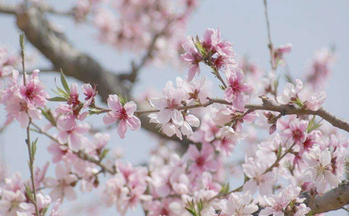 襄陽(yáng)九天玄女景區(qū)的桃花什么時(shí)候開放