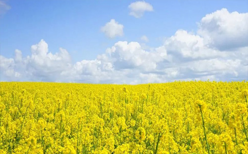 湖北油菜花哪兒最美_湖北油菜花景點(diǎn)一覽2022