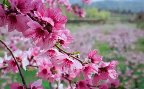 2022襄陽(yáng)黃家灣花朝節(jié)時(shí)間及活動(dòng)內(nèi)容一覽