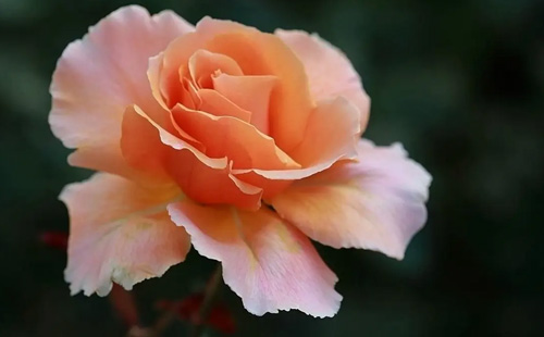 襄陽(yáng)哪里可以賞月季花