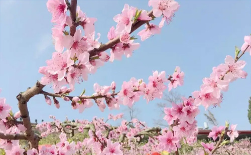 襄陽(yáng)賞花好去處匯總2022