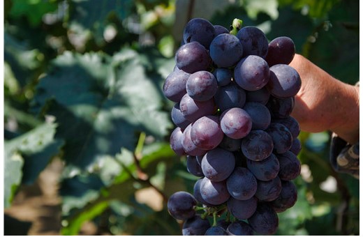 1621243292303814.jpg 2.jpg