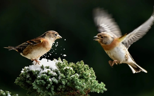src=http%3A%2F%2Fpic.qbaobei.com%2FUploads%2FPicture%2F2019-04-15%2F5cb3f6eb7d9a6.jpg&refer=http%3A%2F%2Fpic.qbaobei.webp.jpg